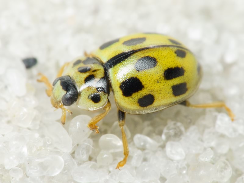 Propylea quatuordecimpunctata (Linnaeus, 1758)
